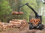 Non-Business Credit Forestry Removal Appeal